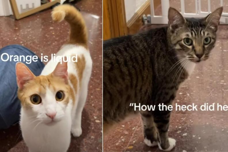 Cat Can’t Believe How Sibling Slips Through Gate Like ‘Liquid'