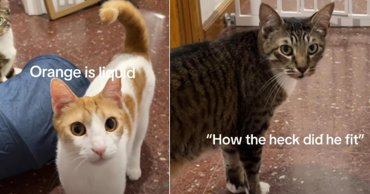 PetWireDaily — Cat Can’t Believe How Sibling Slips Through Gate Like ‘Liquid’