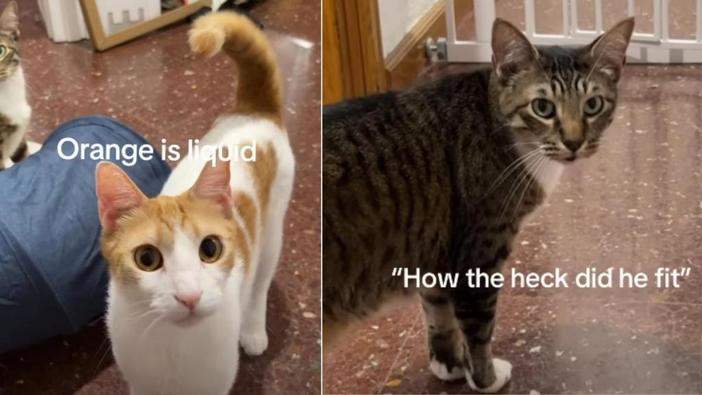 Cat Can’t Believe How Sibling Slips Through Gate Like ‘Liquid'