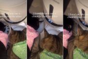 Owner Finally Understands Why One Cat Is ‘Chunkier’ Than the Other