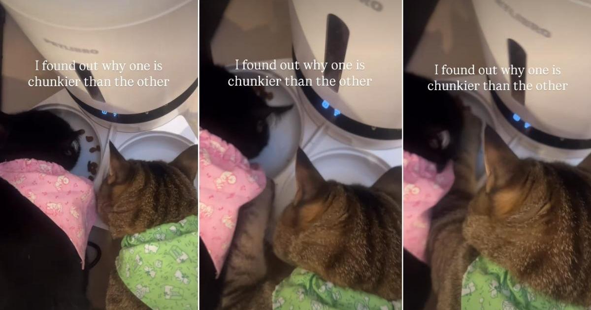 PetWireDaily — Owner Finally Understands Why One Cat Is ‘Chunkier’ Than the Other