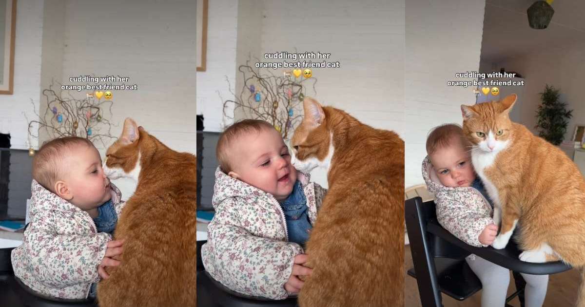 PetWireDaily — Orange Cat Cuddling With Baby Has Internet Thinking They’re Soulmates
