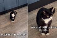 Cat Is Furious After Mom Accidentally Surpasses Her Sleep Time