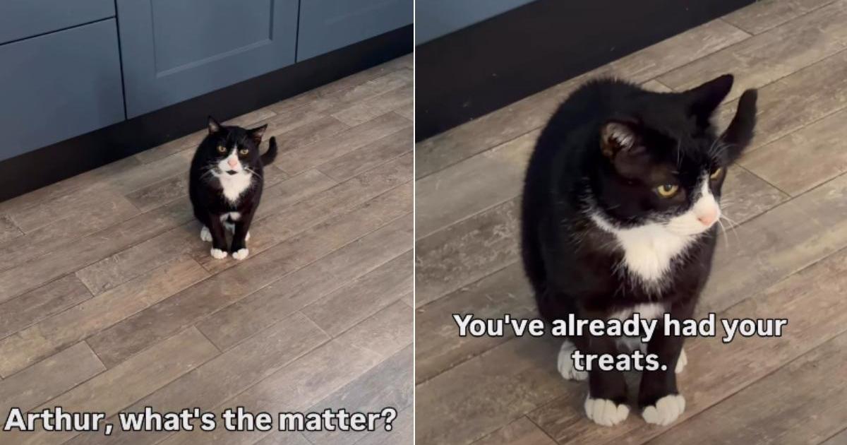 PetWireDaily — Cat Is Furious After Mom Accidentally Surpasses Her Sleep Time