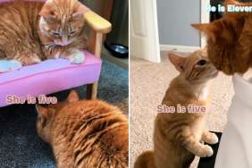 Senior Cat Has the Most Special Bond With Much Younger Sibling