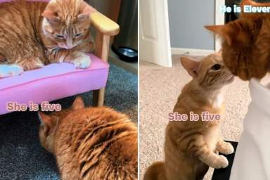Senior Cat Has the Most Special Bond With Much Younger Sibling