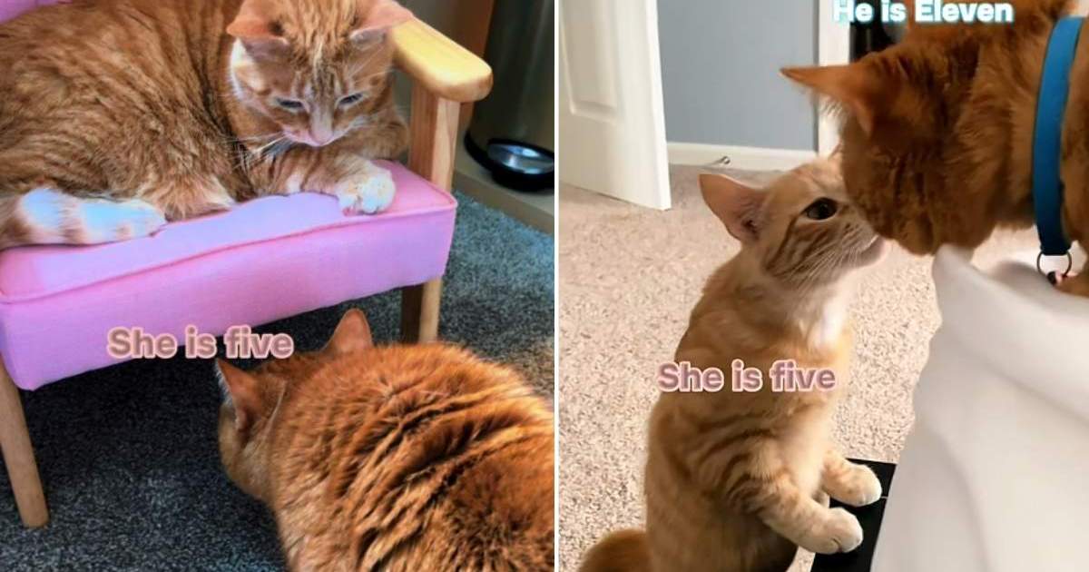 PetWireDaily — Senior Cat Has the Most Special Bond With Much Younger Sibling