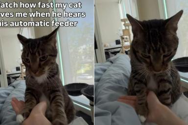 Cat Forgets Owner & Practically Sprints Upon Hearing the Feeder