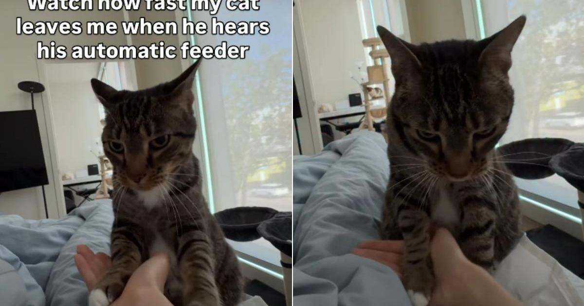 PetWireDaily — Cat Forgets Owner & Practically Sprints Upon Hearing the Feeder