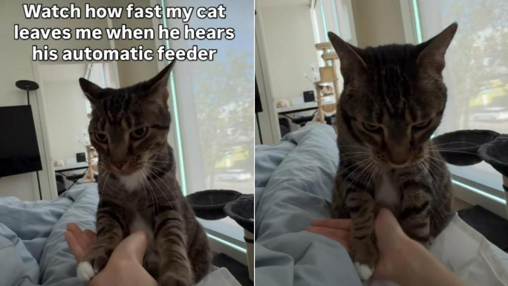 Cat Forgets Owner & Practically Sprints Upon Hearing the Feeder