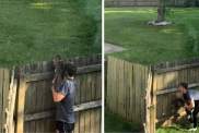 Cat’s Introduction to Neighborhood Stray Is Funny Without Words