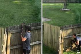 Cat’s Introduction to Neighborhood Stray Is Funny Without Words