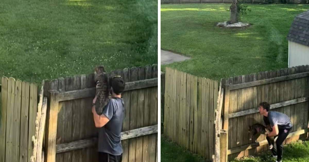 PetWireDaily — Cat’s Introduction to Neighborhood Stray Is Funny Without Words