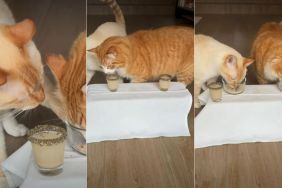 Owner Gives ‘Super Spoiled’ Cats a ‘Michelin Star Dining Experience'