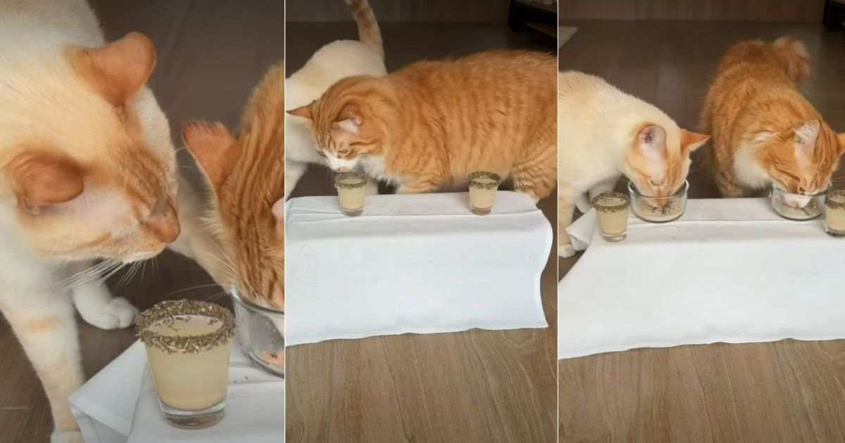 PetWireDaily — Owner Gives ‘Super Spoiled’ Cats a ‘Michelin Star Dining Experience’