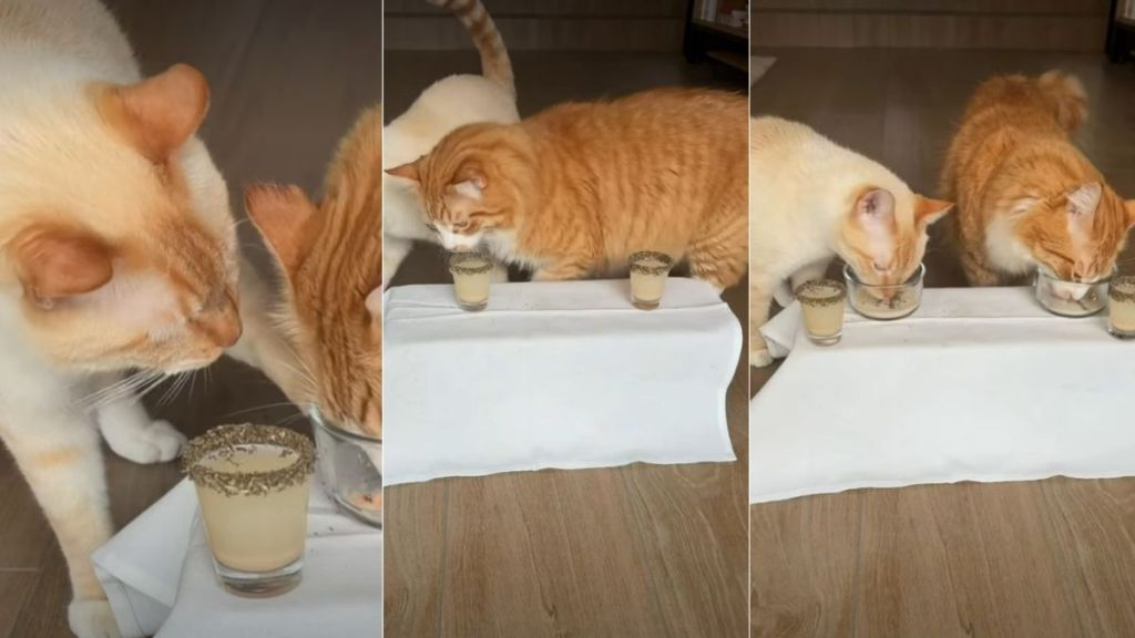 Owner Gives ‘Super Spoiled’ Cats a ‘Michelin Star Dining Experience'