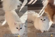 The Way These Cats Rush To Greet Their Owner ‘Never Gets Old'