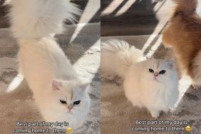 The Way These Cats Rush To Greet Their Owner ‘Never Gets Old'