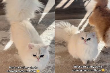 The Way These Cats Rush To Greet Their Owner ‘Never Gets Old'