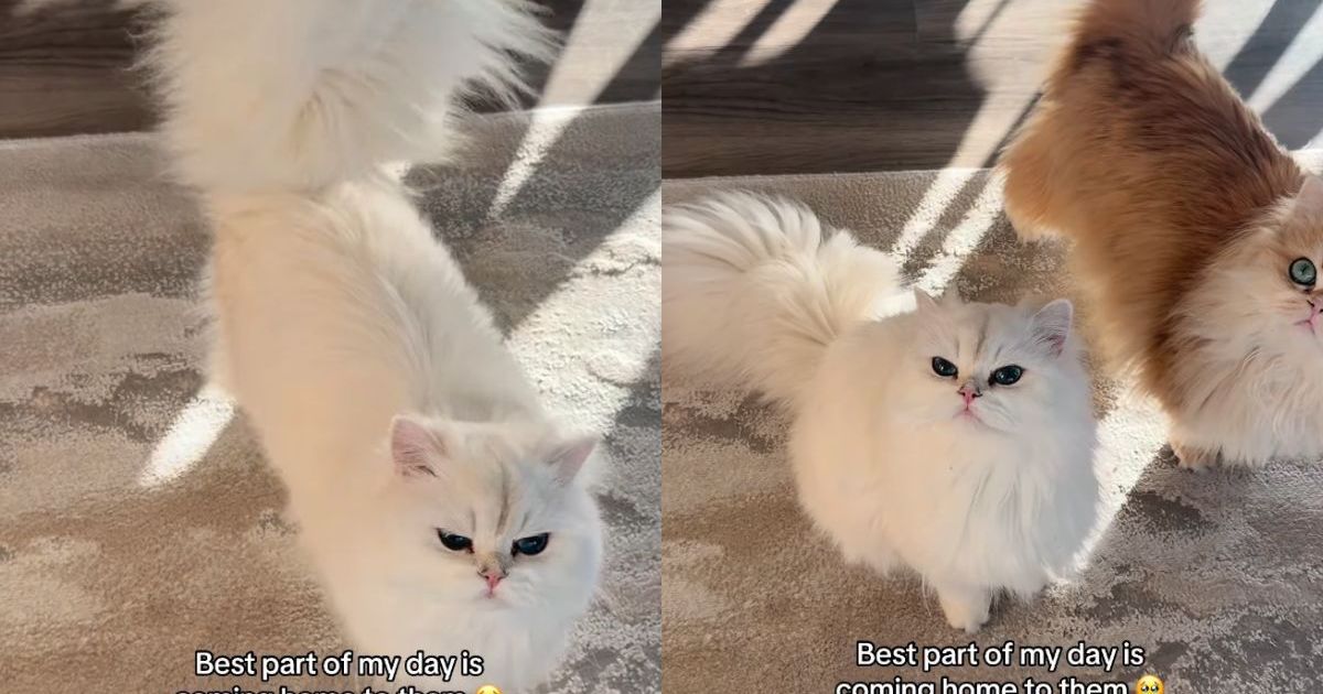 PetWireDaily — The Way These Cats Rush To Greet Their Owner ‘Never Gets Old’