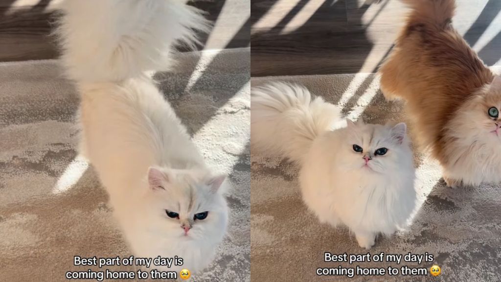 The Way These Cats Rush To Greet Their Owner ‘Never Gets Old'