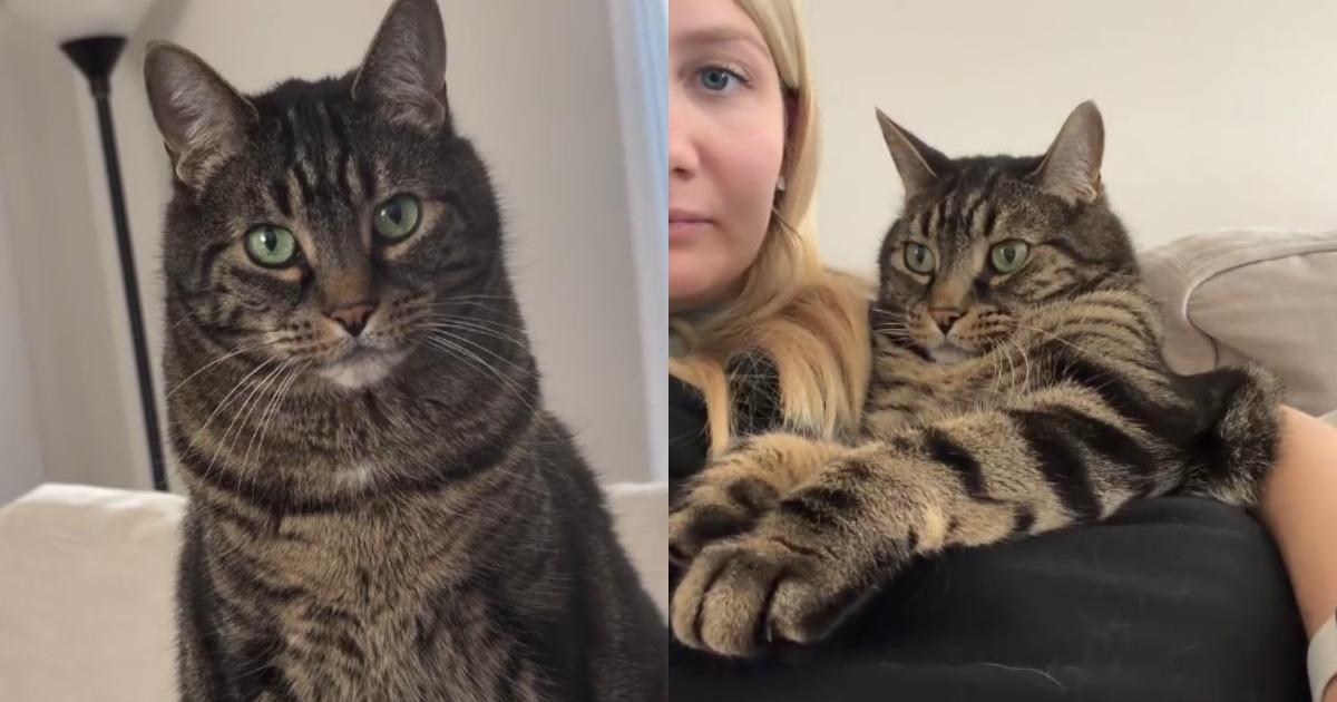PetWireDaily — Cat’s Love for a Sling Carrier Stems from Pure Jealousy