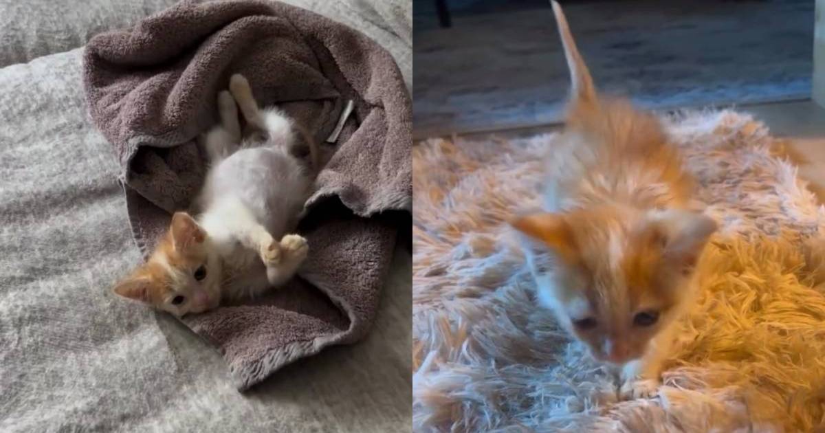 PetWireDaily — Newlyweds Wanted To Wait Before Having Pets Until a Cat Changed Plans