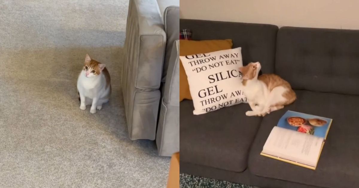 PetWireDaily — Cat’s ‘Mean Girl’ Energy Stays Dominant With His Archenemy