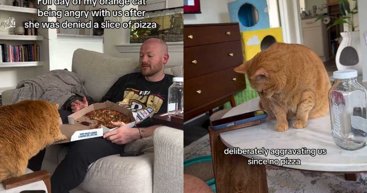 PetWireDaily — Orange Cat Spends Her Day Angry After Being Denied Pizza