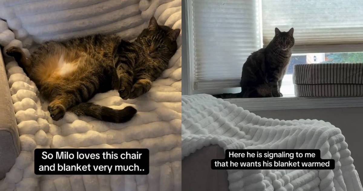 PetWireDaily — Cat Uses Top-Tier Communication Skills To Have His Blanket Heated