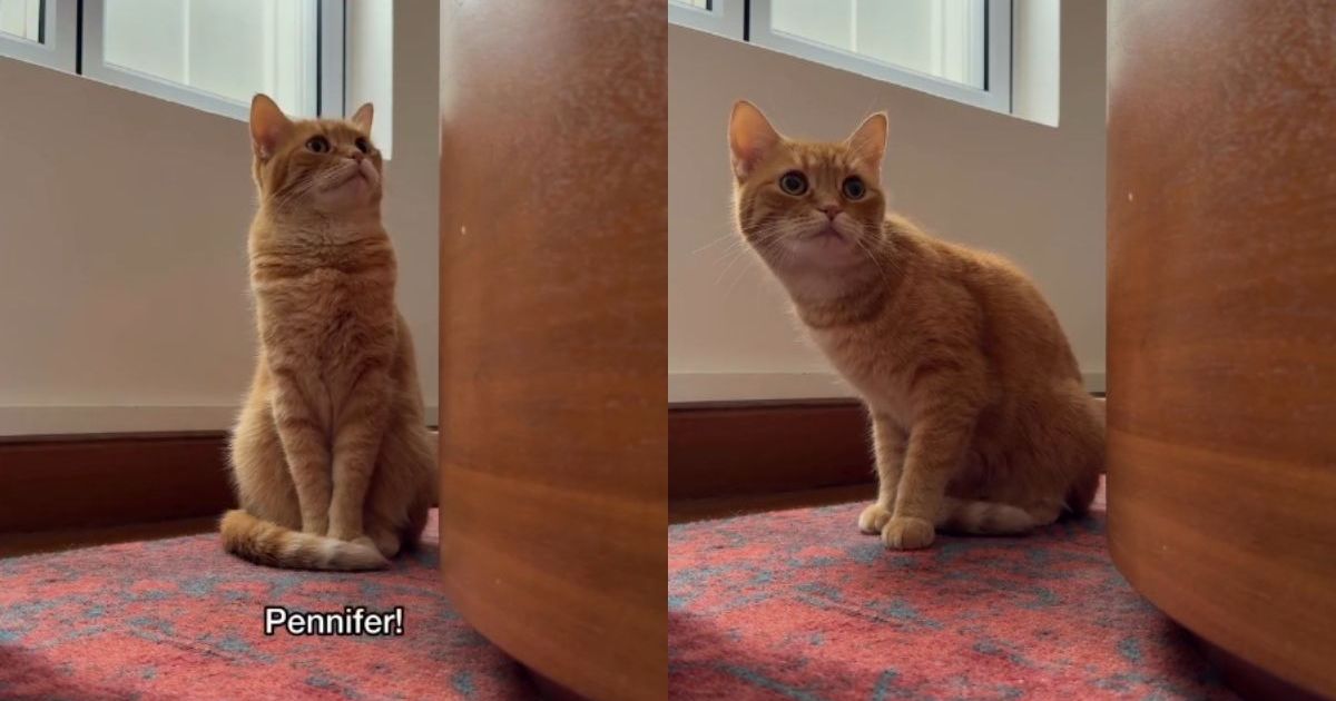 PetWireDaily — Orange Cat Vanishes Right When Mom Needs Her ‘Ginger Dopamine’ Fix