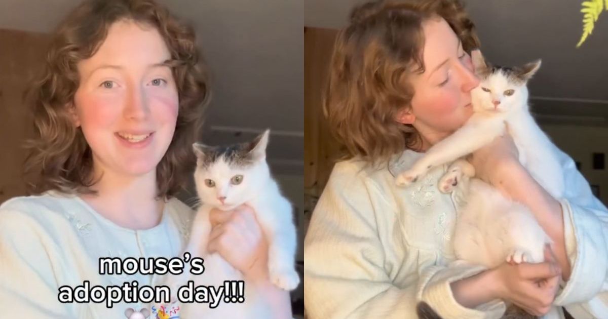 PetWireDaily — ‘Most Fearful’ Rescue Cat Has a ‘Promising First Day’ in New Home