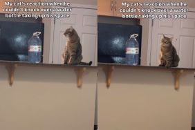 Cat’s ‘Defeated’ Expression After Failing His Task Has Internet in Splits