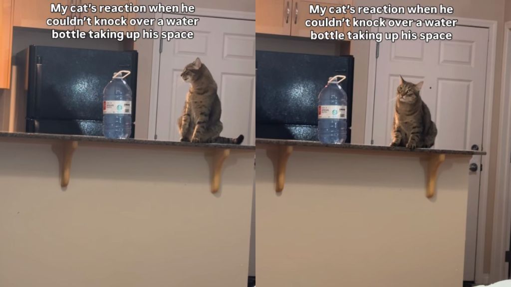 Cat’s ‘Defeated’ Expression After Failing His Task Has Internet in Splits