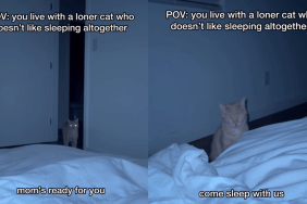 'Loner' Cat Doesn't Prefer Sleeping With Parents & Internet Speculates Why