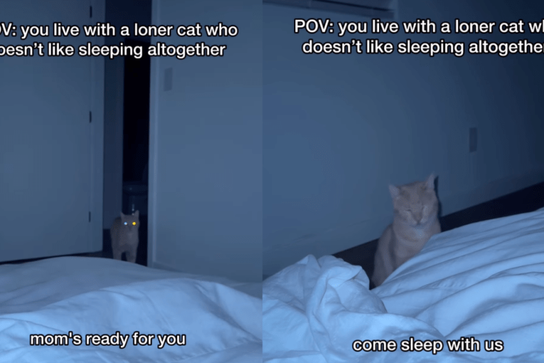 'Loner' Cat Doesn't Prefer Sleeping With Parents & Internet Speculates Why