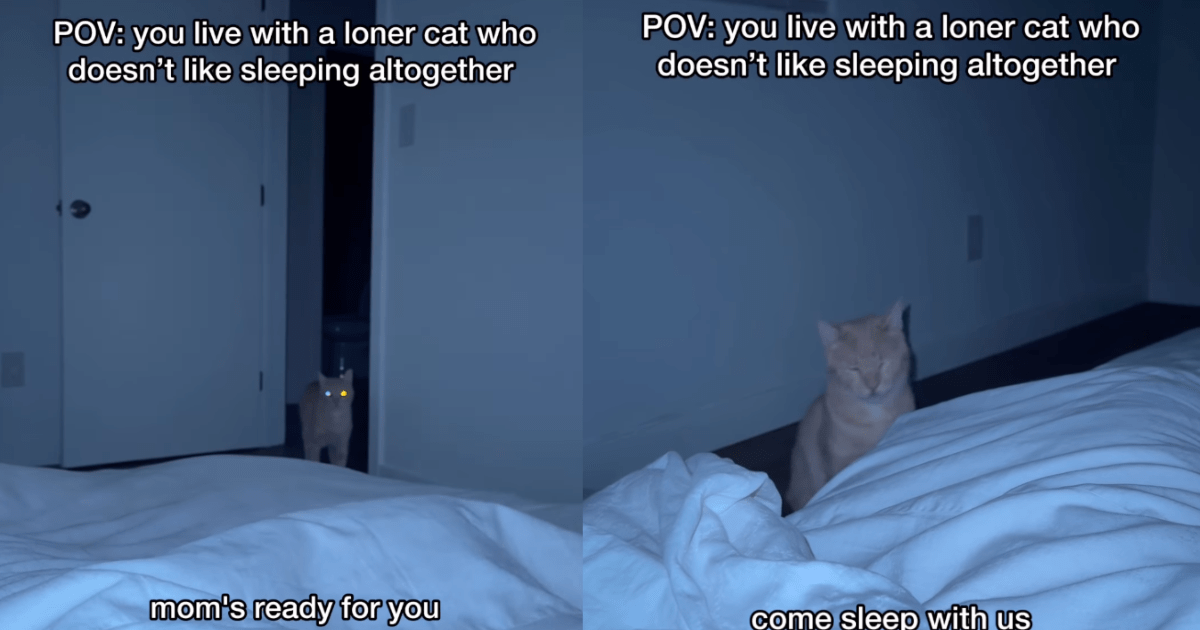 PetWireDaily — ‘Loner’ Cat Doesn’t Prefer Sleeping With Parents & Internet Speculates Why