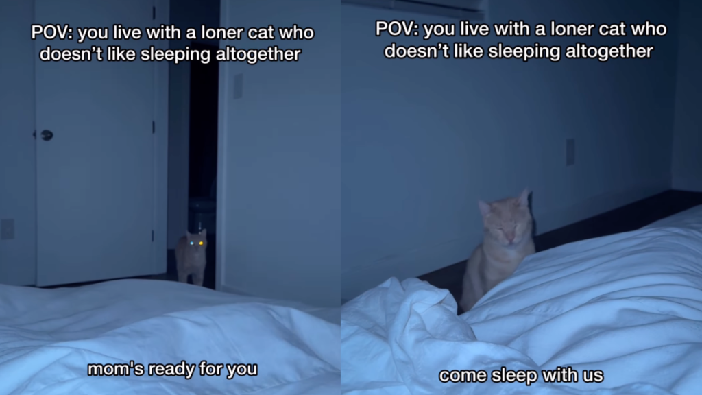 'Loner' Cat Doesn't Prefer Sleeping With Parents & Internet Speculates Why