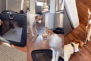 Cat's Very First Interaction With Dog Defies Owner's Expectations