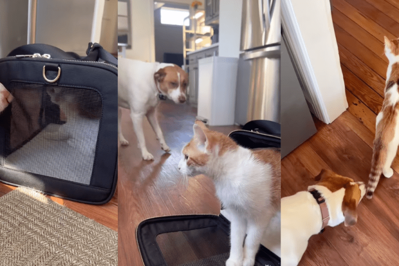 Cat's Very First Interaction With Dog Defies Owner's Expectations