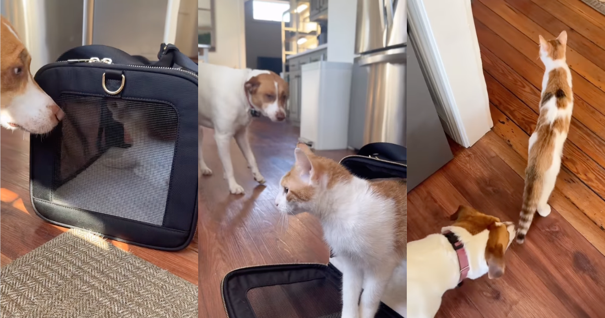 PetWireDaily — Cat’s Very First Interaction With Dog Defies Owner’s Expectations