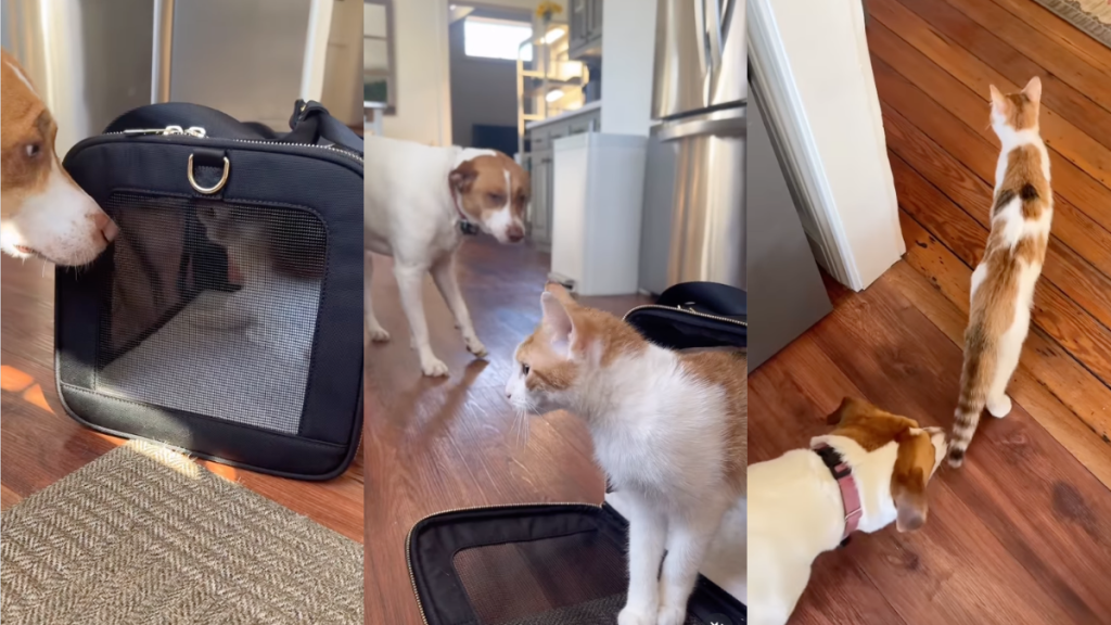 Cat's Very First Interaction With Dog Defies Owner's Expectations