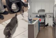 Foster Cat's First Night in New Home Is All About Exploring & Setting Base