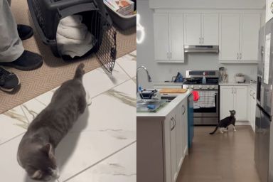 Foster Cat's First Night in New Home Is All About Exploring & Setting Base