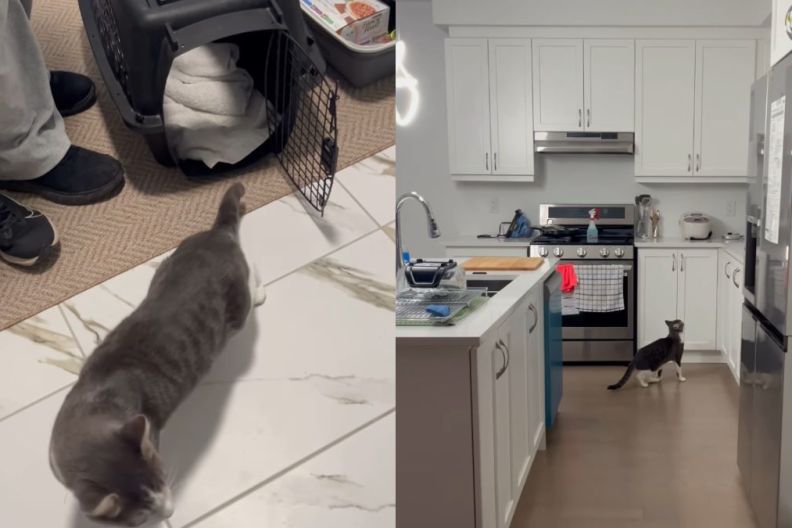 Foster Cat's First Night in New Home Is All About Exploring & Setting Base