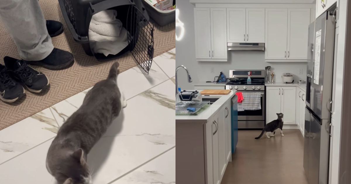 PetWireDaily — Foster Cat’s First Night in New Home Is All About Exploring & Setting Base