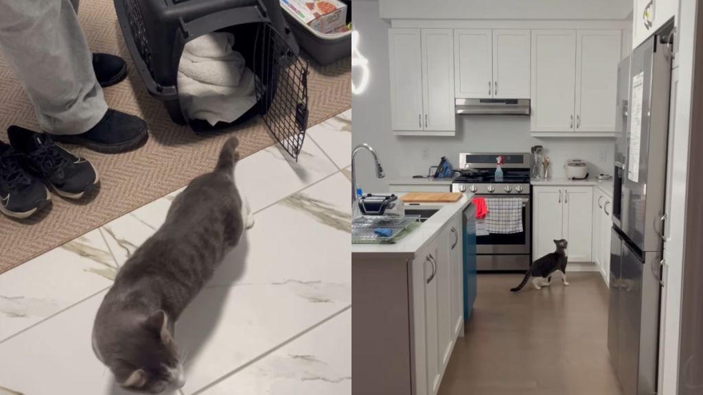 Foster Cat's First Night in New Home Is All About Exploring & Setting Base