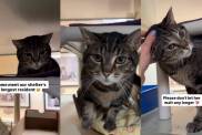 Longest Resident Shelter Cat Looks for ‘New Beginning’ With Forever Family