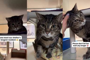 Longest Resident Shelter Cat Looks for ‘New Beginning’ With Forever Family