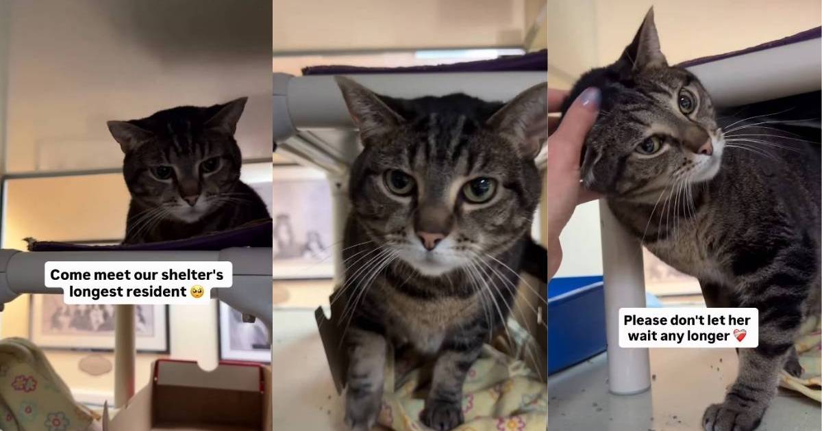 PetWireDaily — Longest Resident Shelter Cat Looks for ‘New Beginning’ With Forever Family